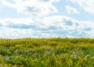 Environmental Initiatives in Sturgeon County