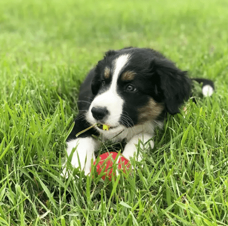Picture of a dog in the grass playing with a toy at Steel House Doggy Daycare.