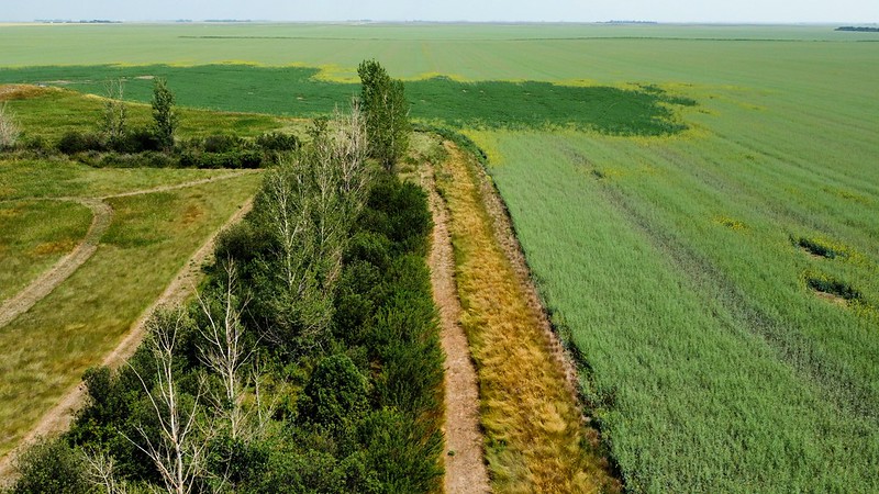 Shelterbelt in a rural setting.