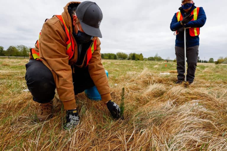 Agriculture Services staff planting a tree