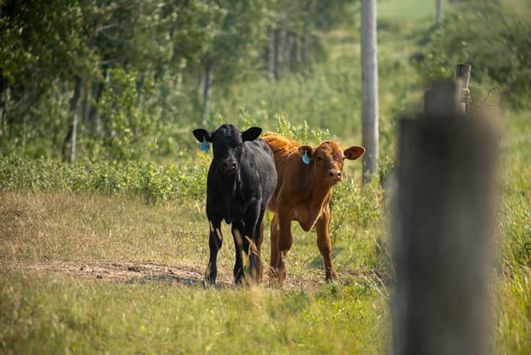 Two cows in a field