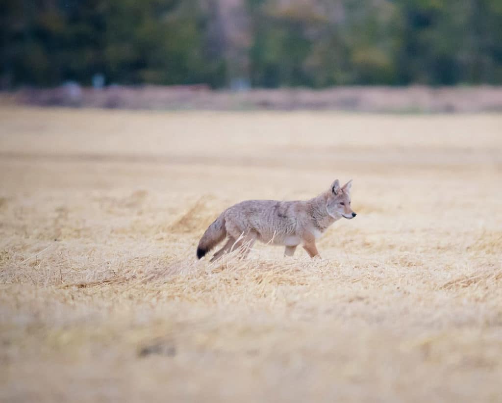 Coyote in a field