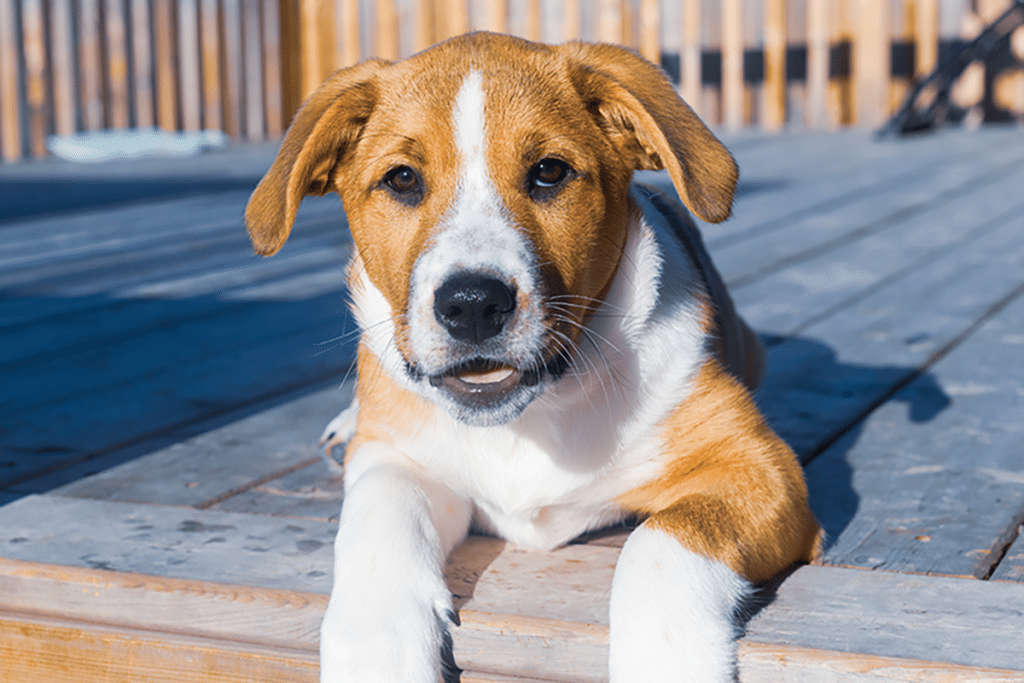 Dog laying on a deck.