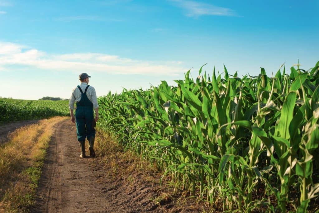Farmer walks along a pathway beside his crop of corn.