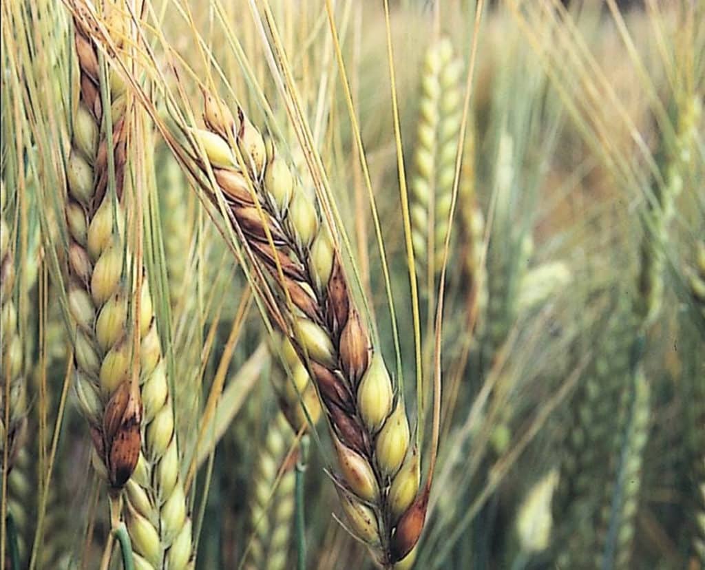 Wheat with fusarium head blight