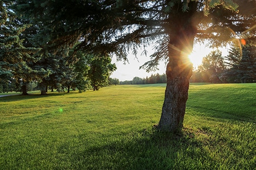 Tree on the green at the Sturgeon Valley Golf Course