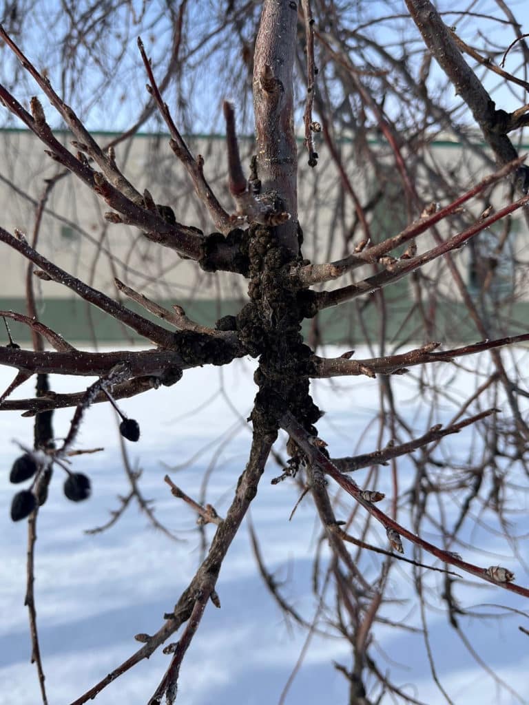 Tree branch with black knot