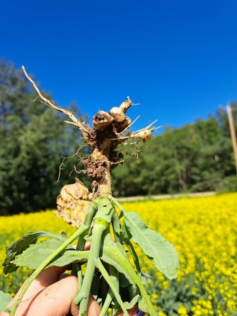 Canola infected with clubroot