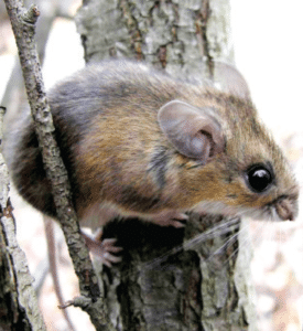 Mouse perched on a tree