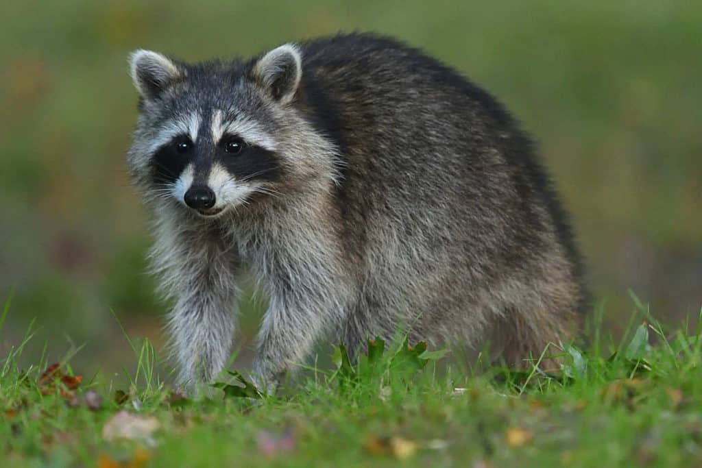 Raccoon on the ground, on all fours, in the fall.