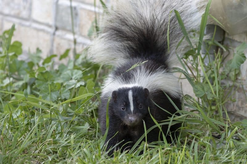 Skunk walking in grass