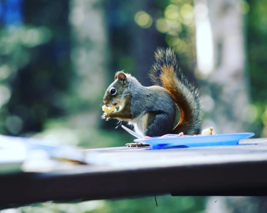Squirrel perched on bench eating