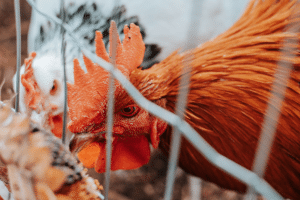 A rooster pecking seeds through a gap in a metal fence.