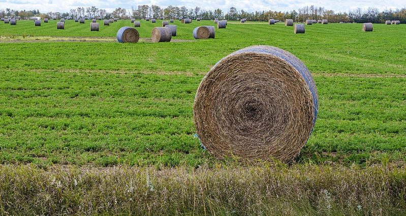 web-stock-hay-bales