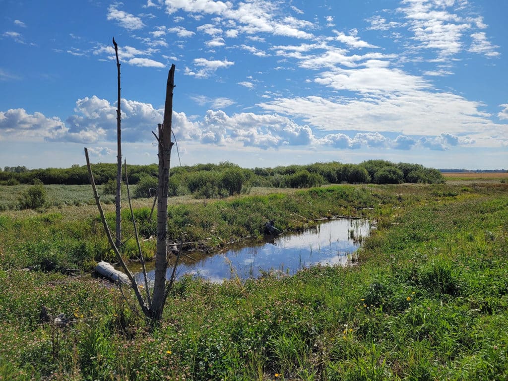 Wetland replacement project in Sturgeon County