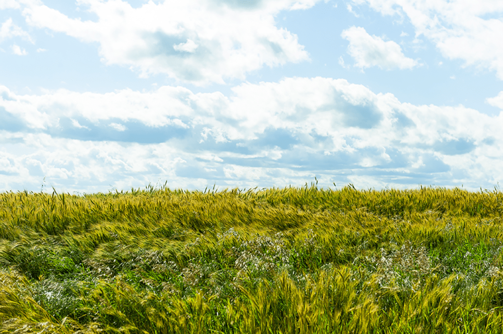 Wheat field blowing with blue sky