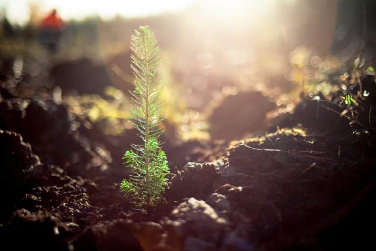 A small pine tree seedling is viewed close up in dirt