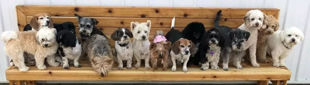 steel house doggy daycare bench pups