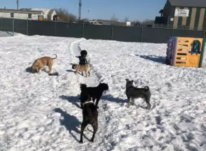 steel house doggy daycare outside winter