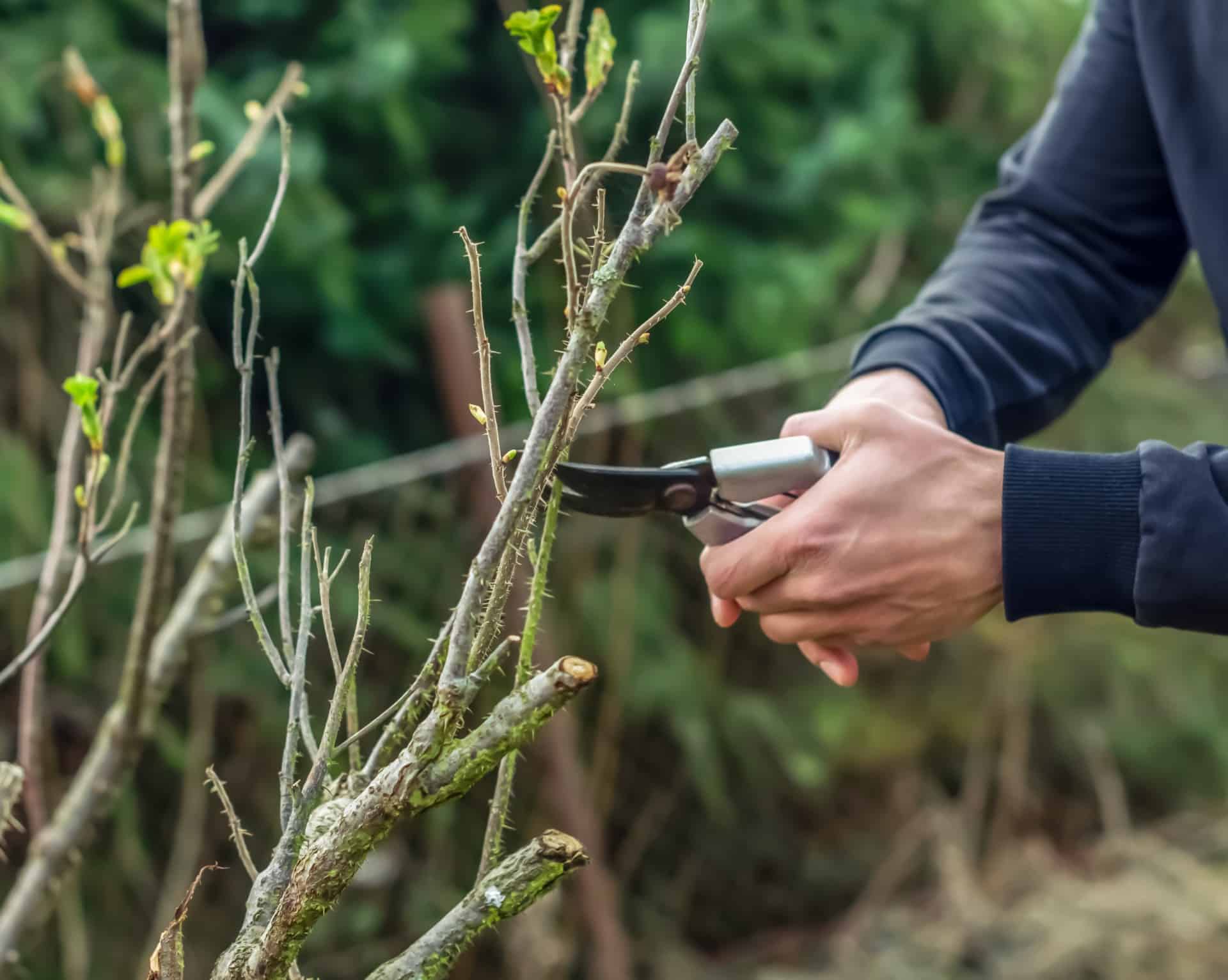 male hands cutting a tree with garden shears gard 2023 11 27 05 27 50 utc