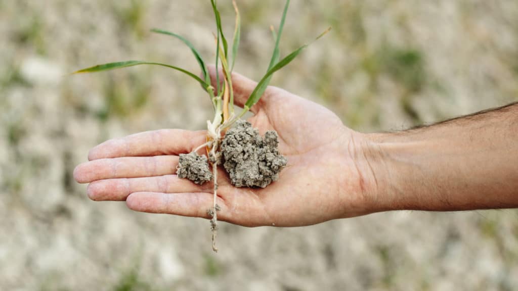 land drought. consequence of climate change