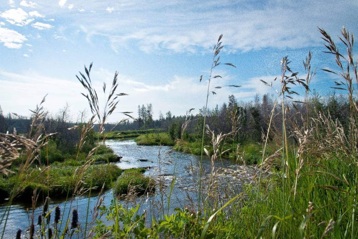 alus wetland project
