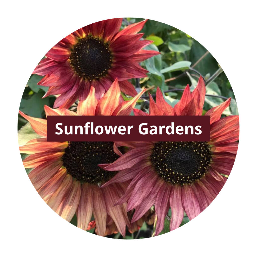 sunflower gardens