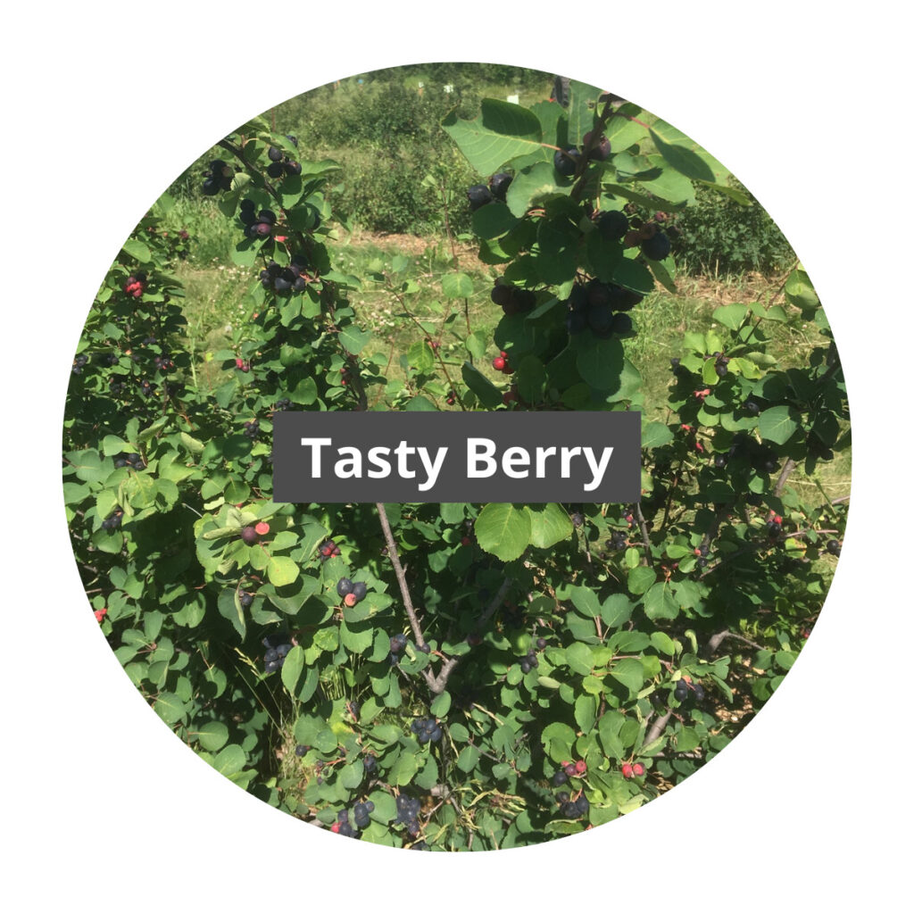 tasty berry